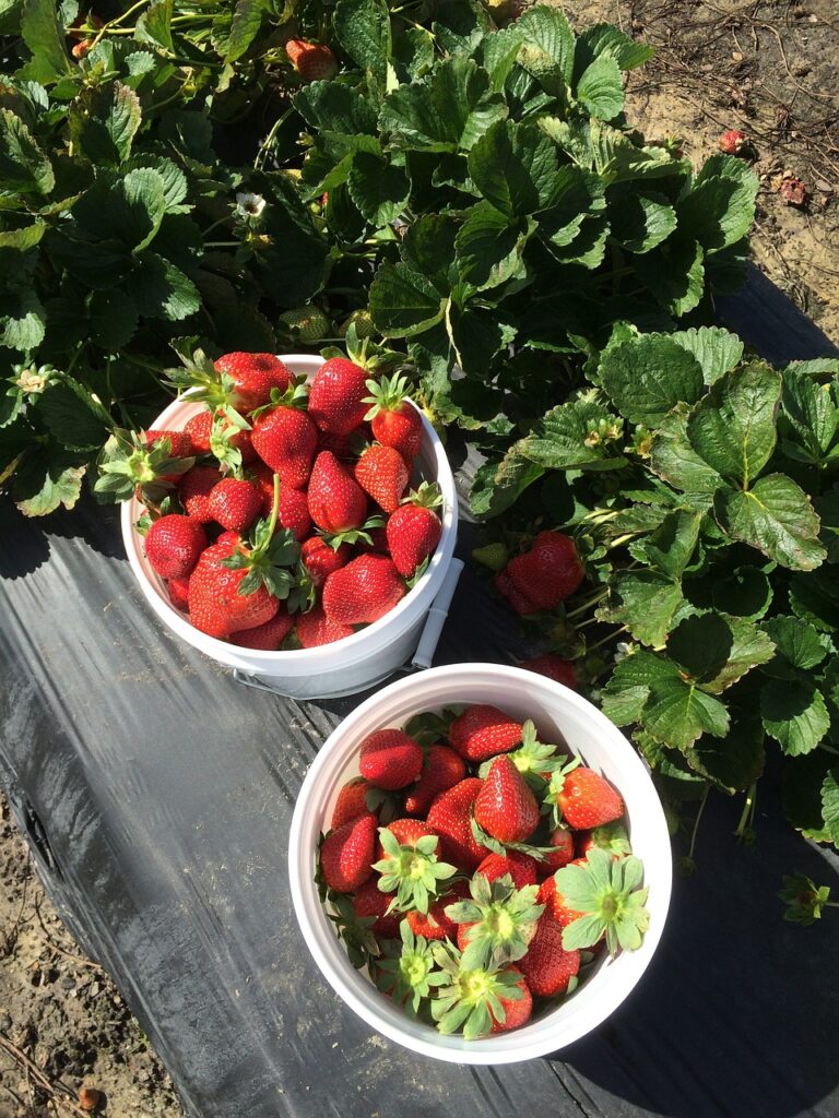 Strawberry Farm Experience